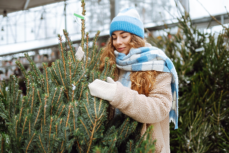 За какво да внимавате при избора на жива коледна елха и как да я задържите свежа по-дълго