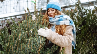 За какво да внимавате при избора на жива коледна елха и как да я задържите свежа по-дълго