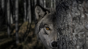 Годината на Прикрития Вълк: какво ще ни донесе 2026 в различните сфери от живота