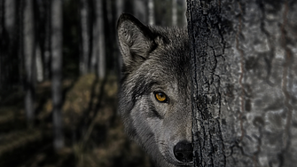 Годината на Прикрития Вълк: какво ще ни донесе 2026 в различните сфери от живота