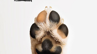 117 осиновени животинки от кампанията „БезДОМен или ДОМашен? Ключът е в теб!“