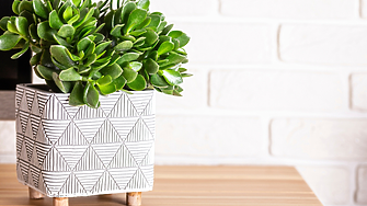 7 растения-амулети за вашия дом