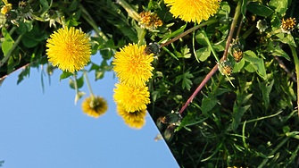 Великите думи на Харпър Ли