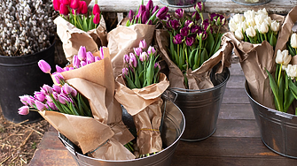 ТЕСТ: Избери си картинка и разбери каква е твоята пролетна енергия